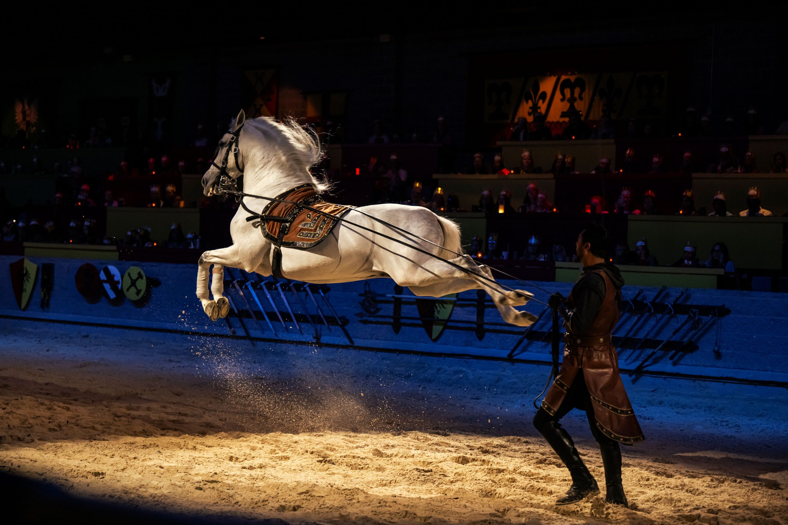 Medieval Times Andalusian dressage with horse in capriole jump