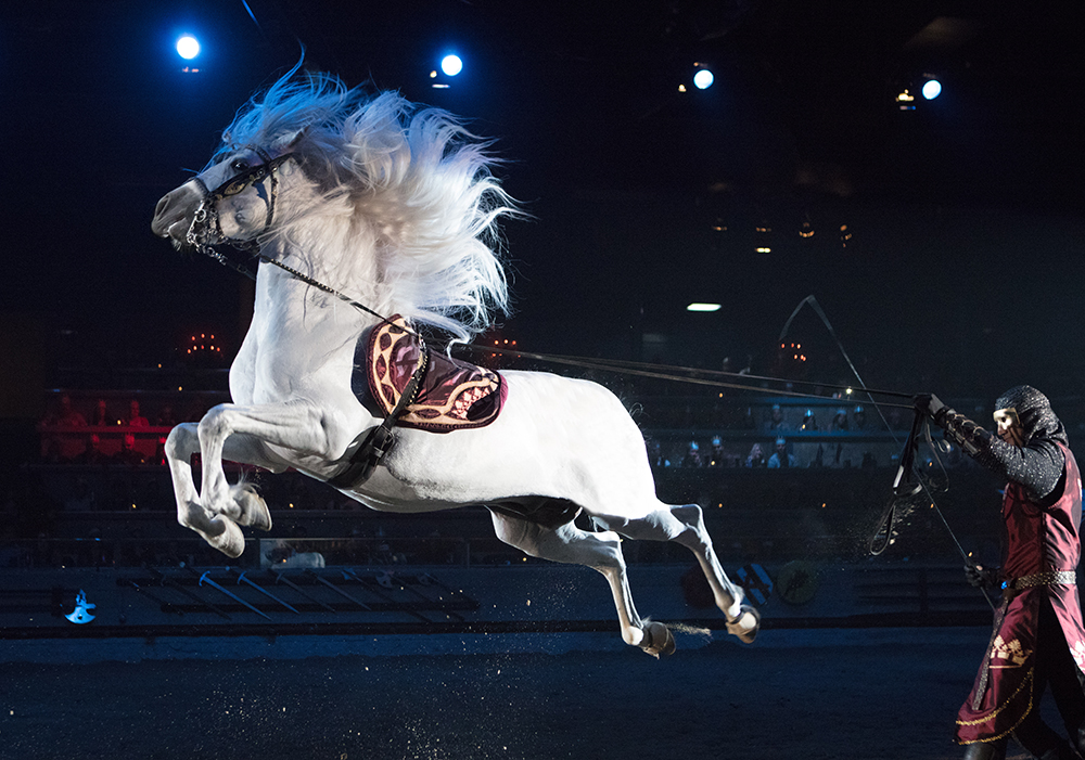 Capriole Horse Jumping into the air