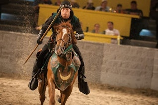 The Horses | Medieval Times Dinner & Tournament The Horses | Medieval Times Dinner & Tournament