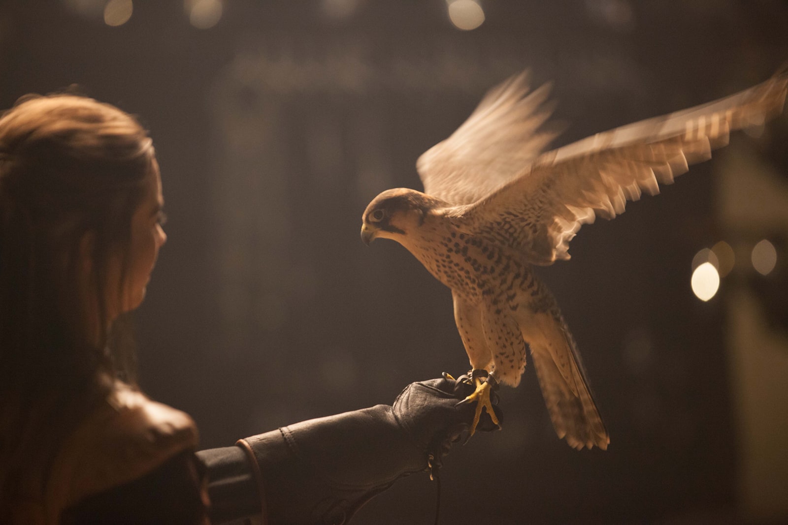 A falcon prepares to take off from its handler's glove.